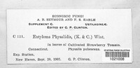 Entyloma australe image